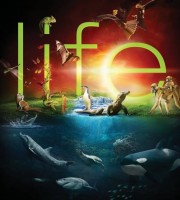 科普纪录片《生命 Life》全10集 国英双语中英双字 高码收藏版 1080P/MP4/81.7G 儿童科普纪录片下载