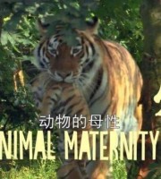 亲子纪录片《动物的母性 Animal Maternity》全6集 英语中英双字 1080P/MP4/5.73G 动物纪录片下载