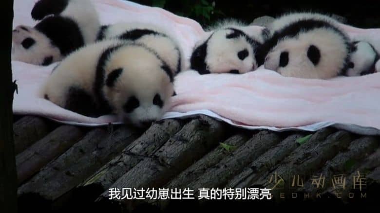 纪录片《72大可爱动物 72 Cutest Animals》全12集