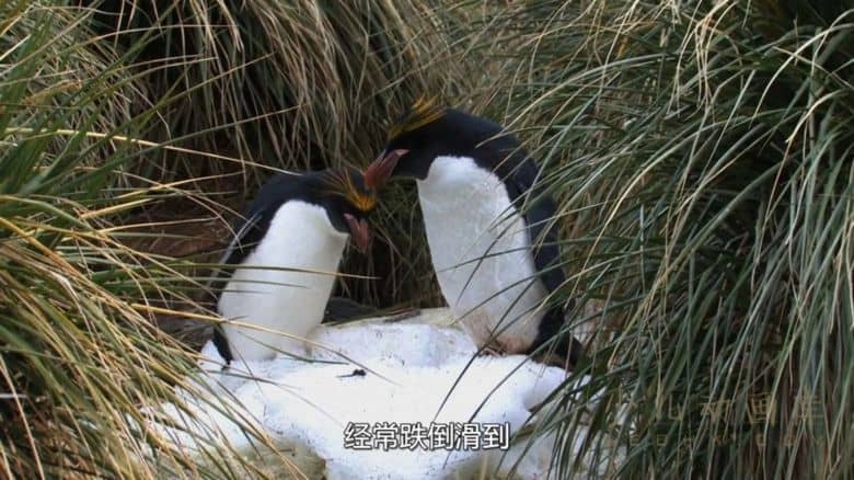 纪录片《72大可爱动物 72 Cutest Animals》全12集