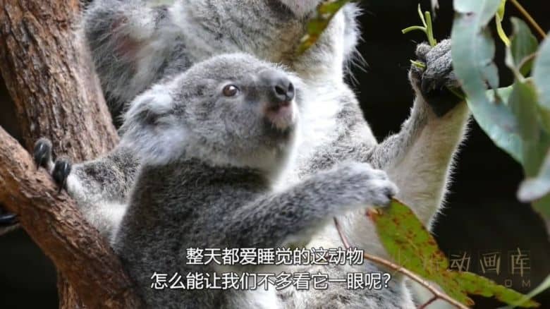 纪录片《72大可爱动物 72 Cutest Animals》全12集
