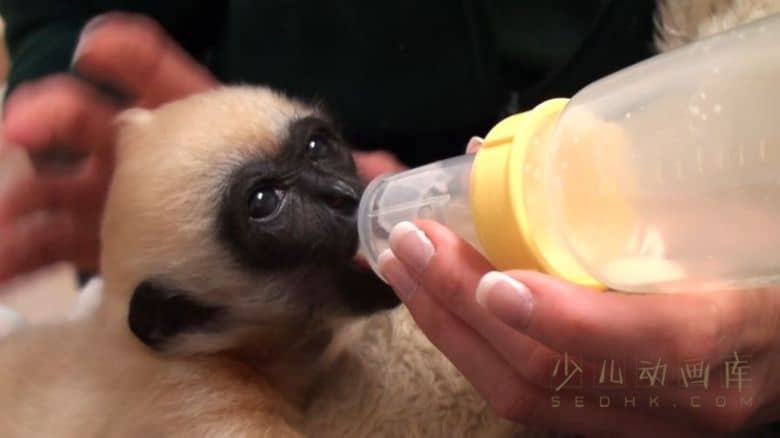 纪录片《72大可爱动物 72 Cutest Animals》全12集