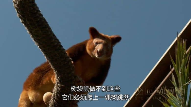 纪录片《72大可爱动物 72 Cutest Animals》全12集
