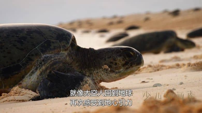 纪录片《欢迎来地球 Welcome to Earth 2021》全6集